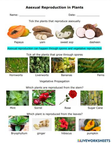 Asexual Reproduction in Plants