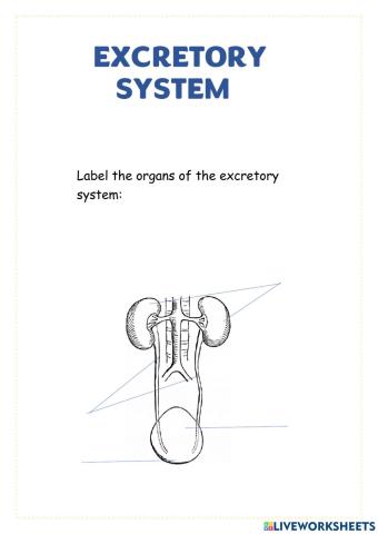 Excretory system