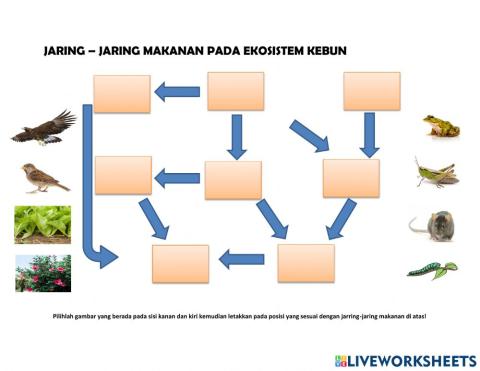 Jaring makanan pada ekosistem kebun