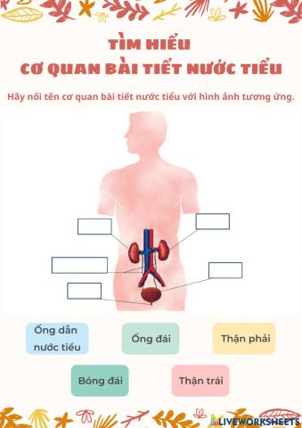 Tìm hiểu cơ quan bài tiết nước tiểu