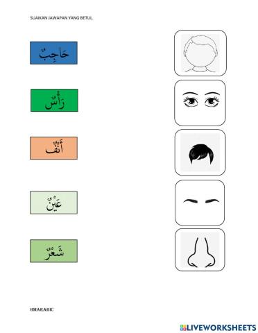 Anggota badan bahasa arab