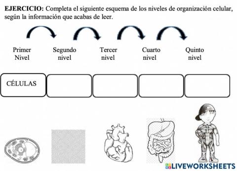 Niveles de organización biologica