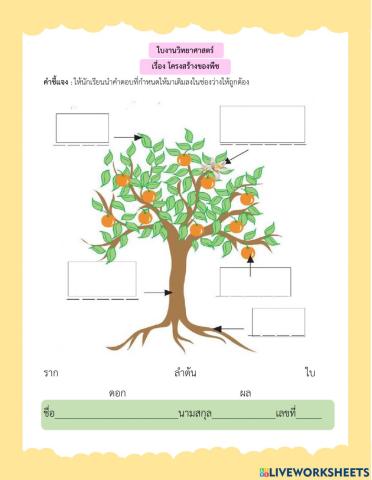 แบบฝึกหัดเรื่อง โครงสร้างของพืช