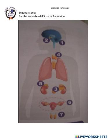 Sistema Endocrino