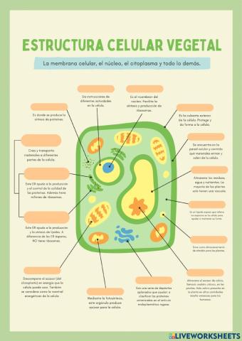 Partes de la célula vegetal