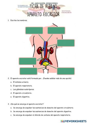 Aparato Excretor