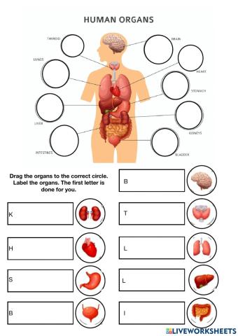 Organ match and label