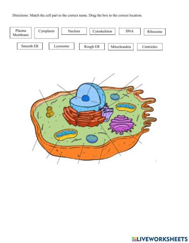 Label Cell