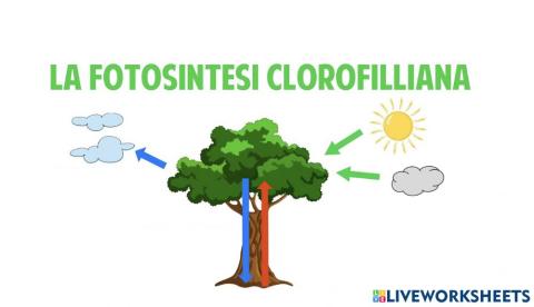 La fotosintesi clorofilliana