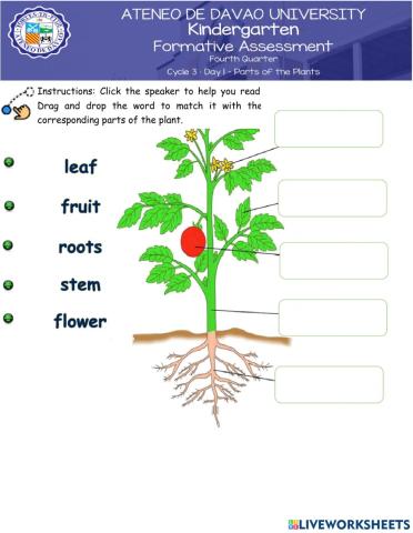 Day 1 - Parts of a Plant