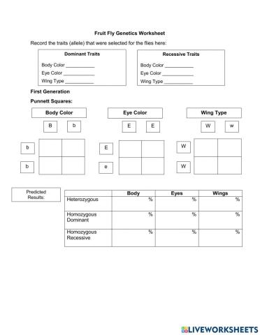 Punnett Square