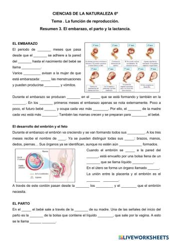 El embarazo, el parto y la lactancia.