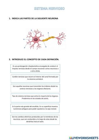 Sistema nervioso 3º ESO