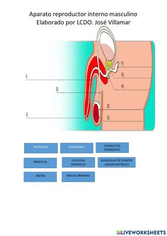 Aparato reproductor masculino interno