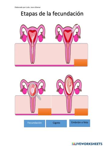 Fecundación y embarazo