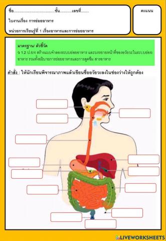 ระบบย่อยอาหาร ป.6