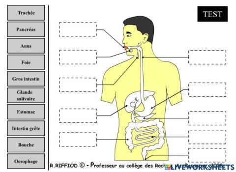 Le système digestif