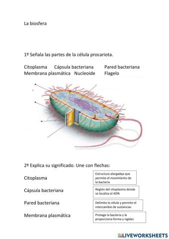 Célula procariota