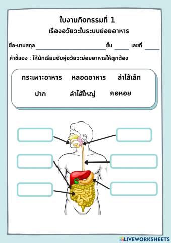 ใบงานกิจกรรมที่ 1 เรื่องอวัยวะในระบบย่อยอาหาร