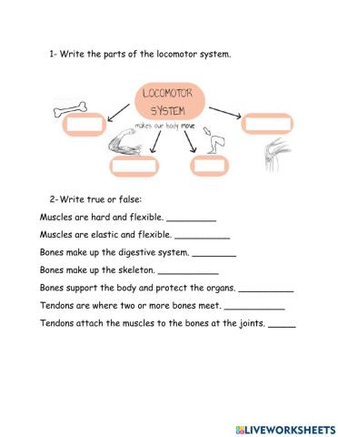 Locomotor system