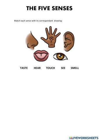 The 5 senses