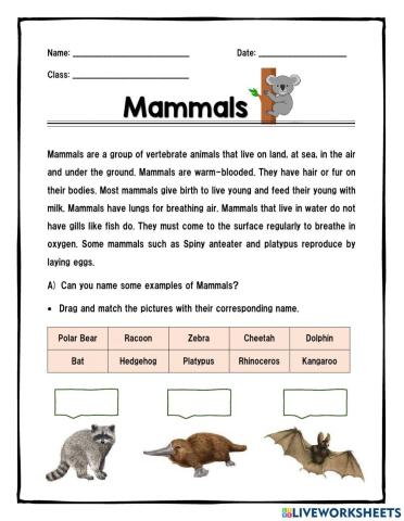 Mammals