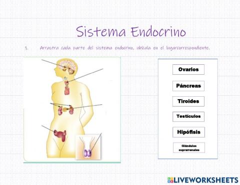 Sistema endocrino