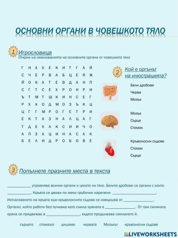 Основни органи в човешкото тяло