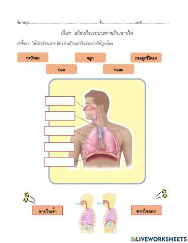 อวัยวะในระบบหายใจ