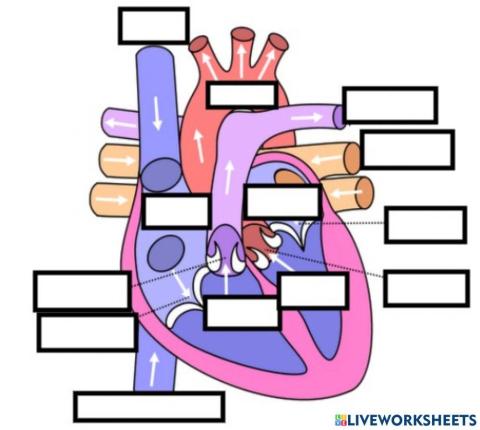 Corazón partes