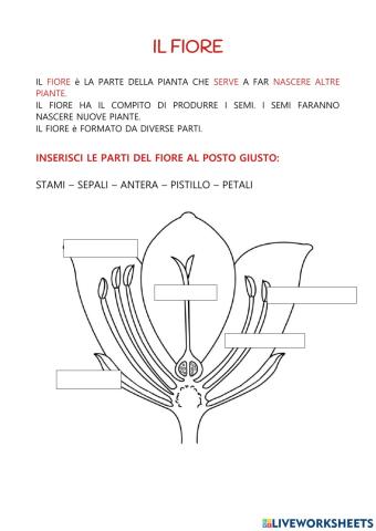 Le parti del fiore