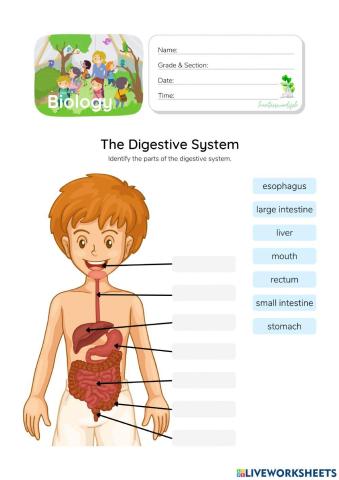 Digestive System - HunterWoodsPH.com Worksheet