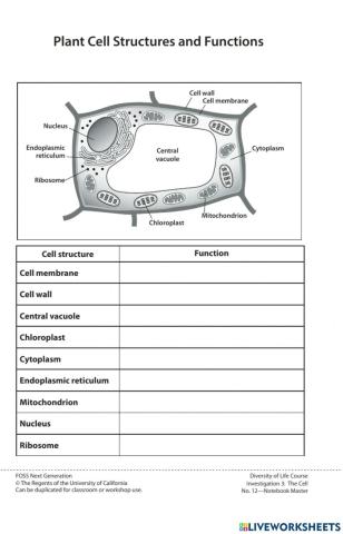 Cell