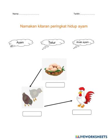 Namakan kitaran hidup ayam