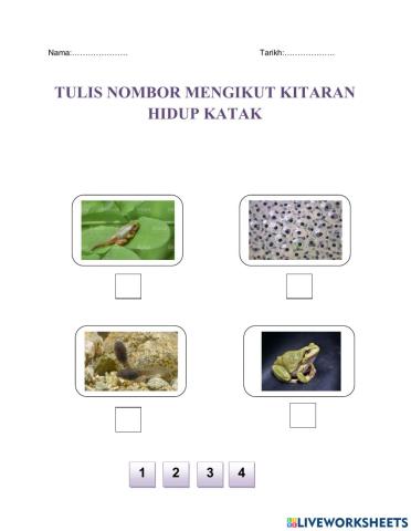 Susun nombor mengikut kitaran hidup katak