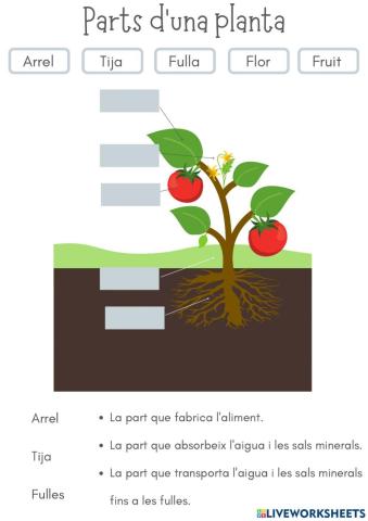 Les parts de la planta