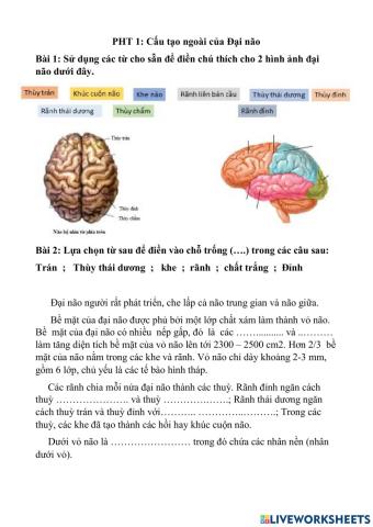 Cấu tạo ngoài của đại não