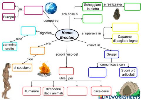 Homo erectus