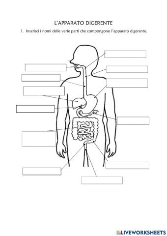 L'apparato digerente