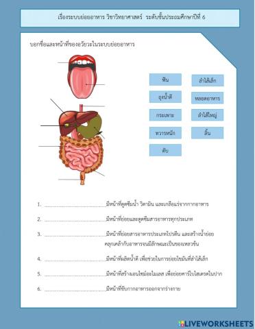 ระบบย่อยอาหาร