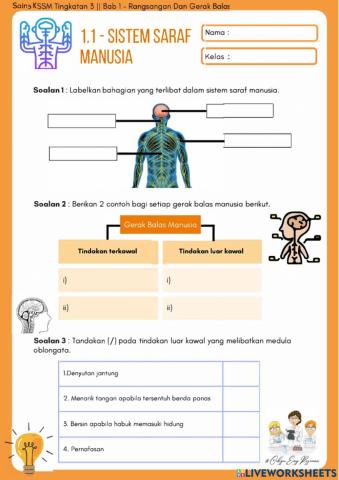 1.1 Sistem Saraf Manusia