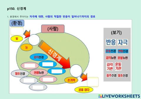 신경계