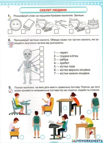 Скелет людини