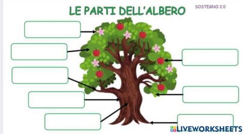 Le parti dell'albero