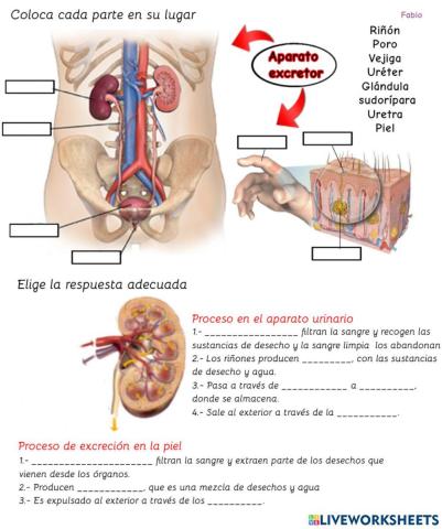 Aparato excretor fabio