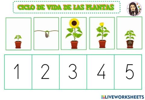 Ciclo de vida de las plantas