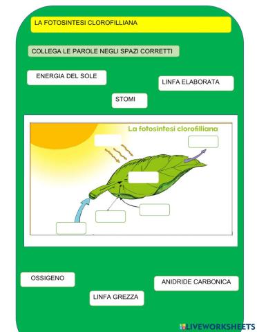 Fotosintesi clorofilliana