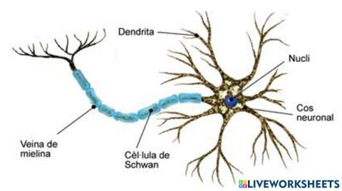 Parts de la neurona