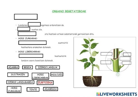 Organo begetatiboak: zurtoina