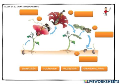 Fases de la reproducción sexual de las plantas con flores